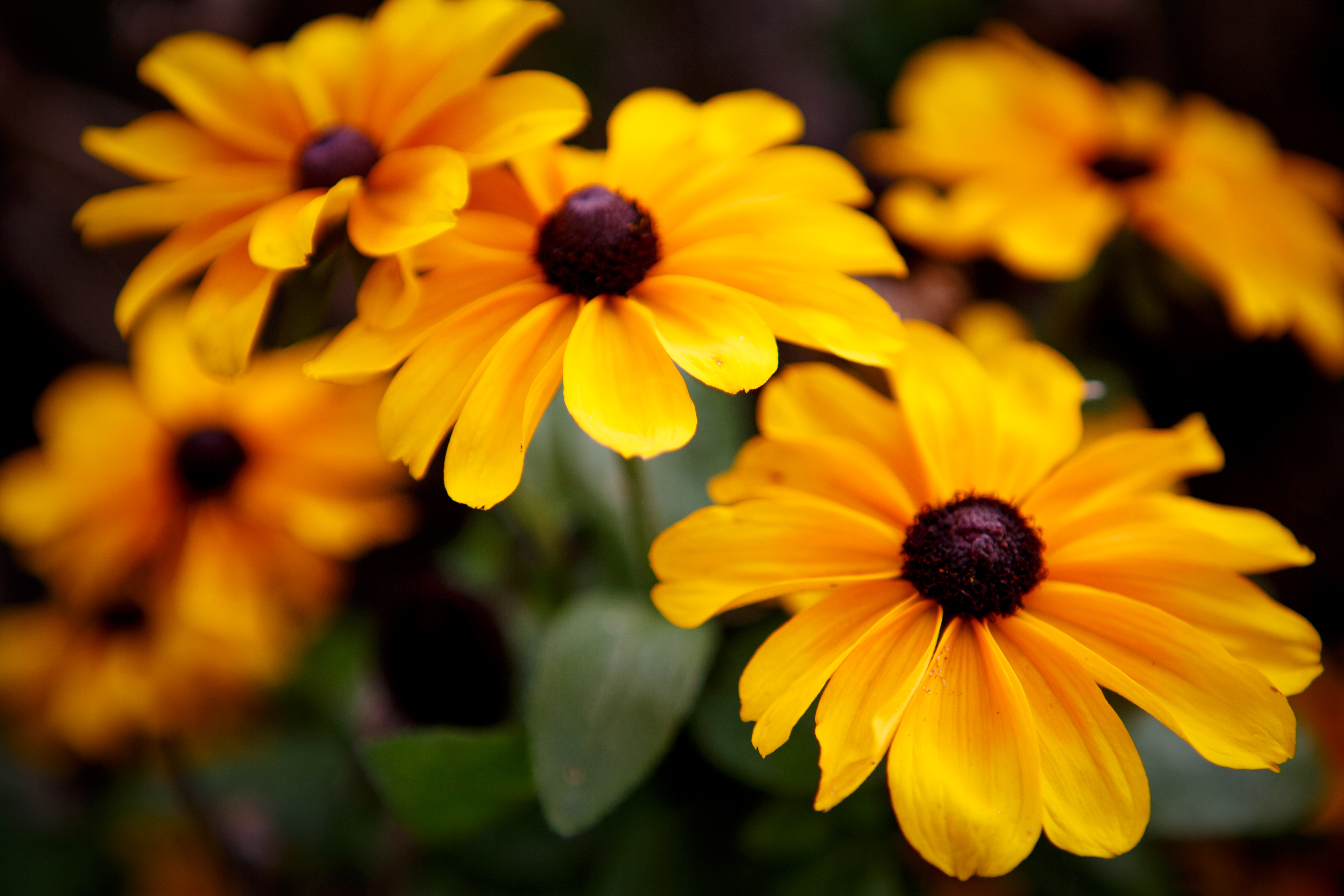 File:Autumn flowers 10376232316.jpg  Wikimedia Commons