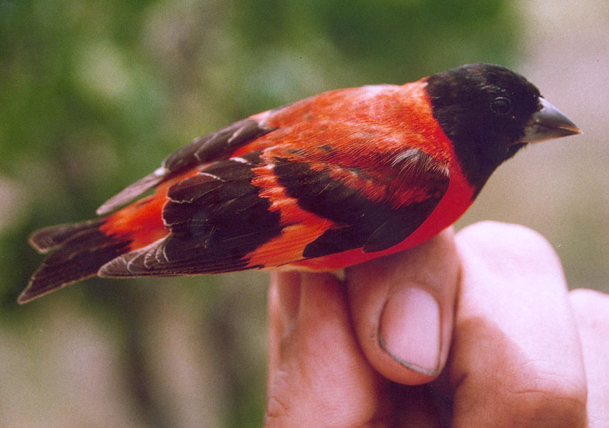 Red Hooded Siskin