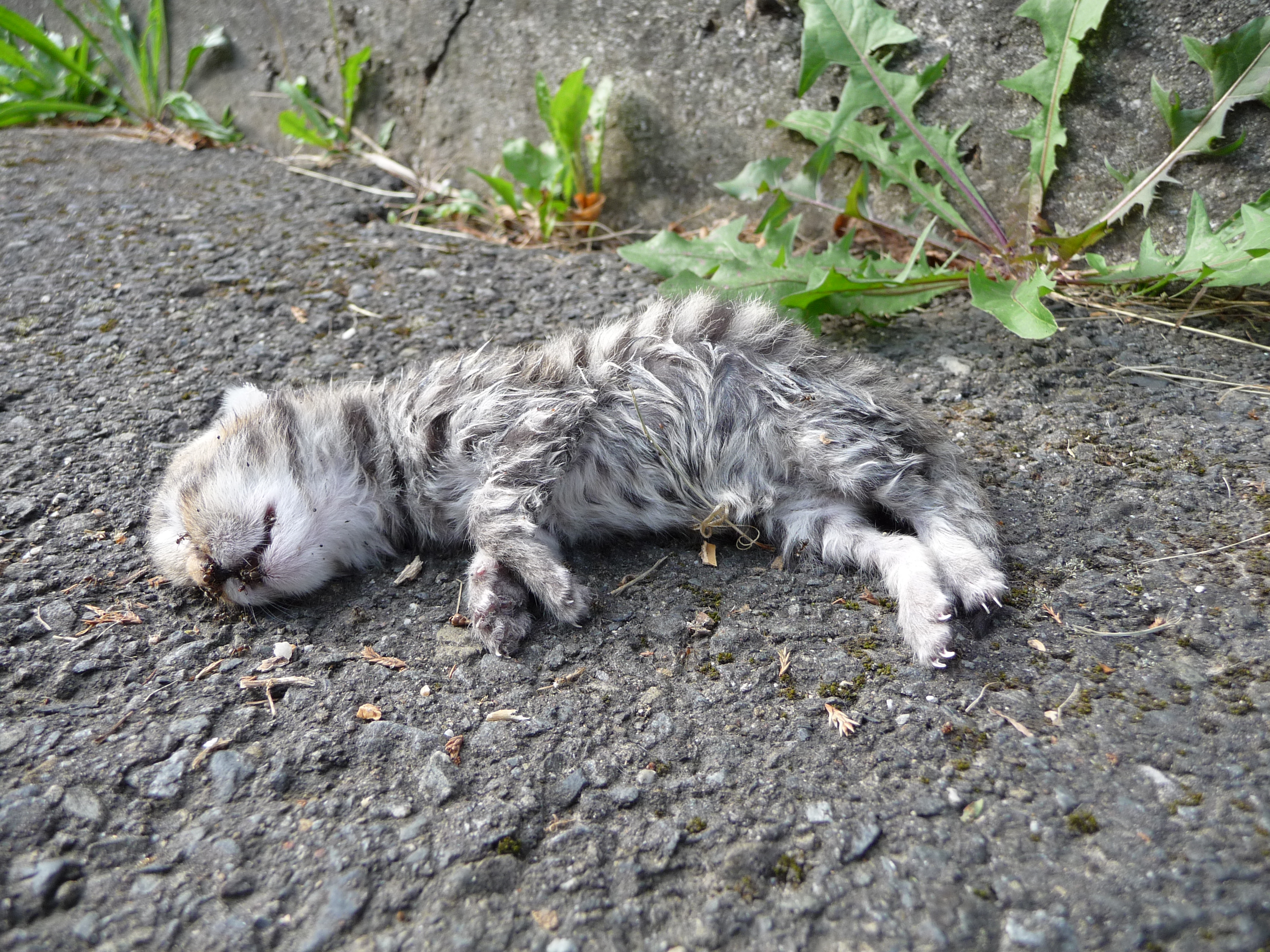 File:Dead kitten.jpg - Wikimedia Commons