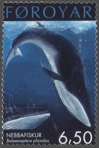 파일:Faroe stamp 401 fin whale (Balaenoptera physalus).jpg