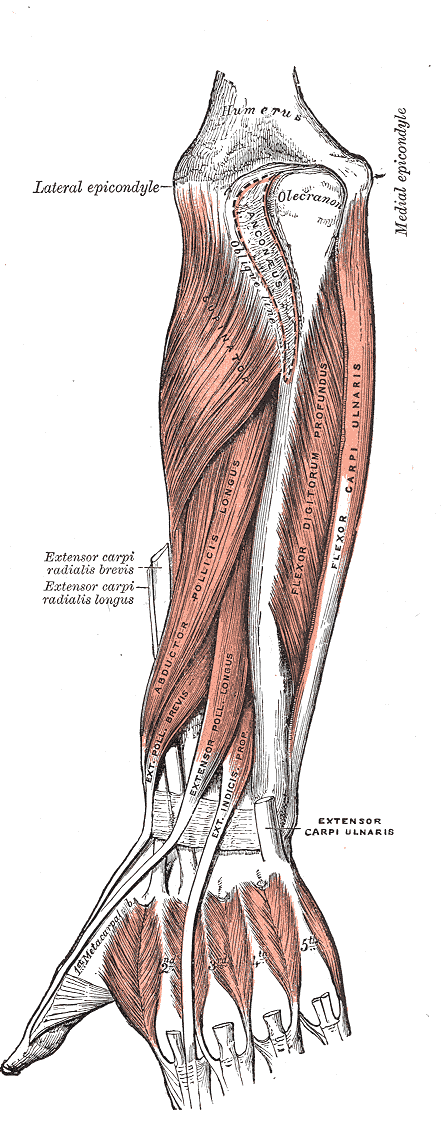 muscles in human body