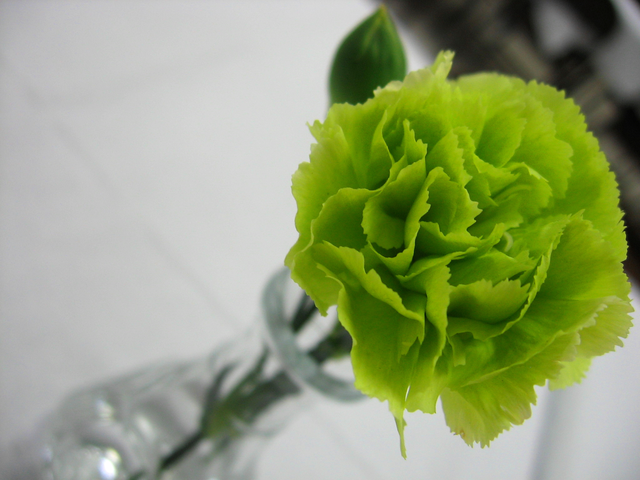 green carnations