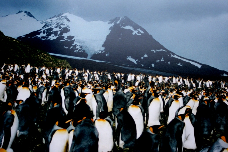 King_Penguins_at_South_Georgia_Island.jpg