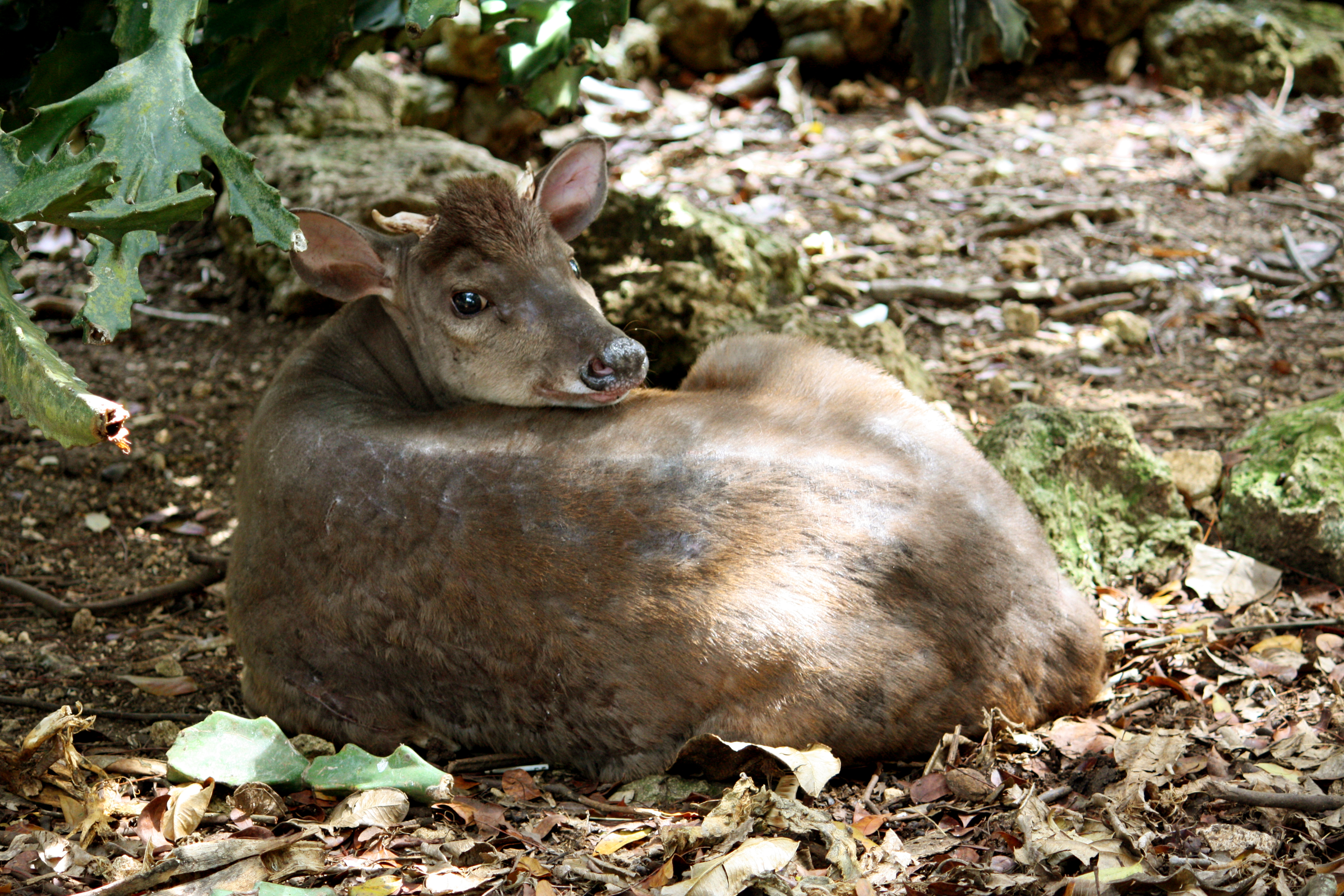 Description Mazama americana in Barbados Wildlife Reserve 04.jpg