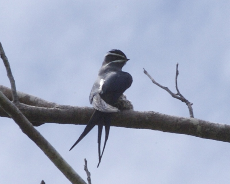 Moustached Treeswift