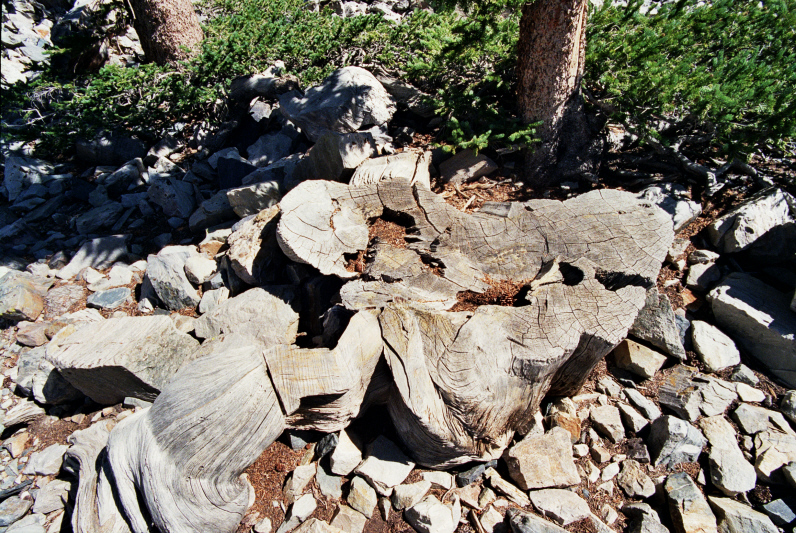 Prometheus The Tree, Stump of