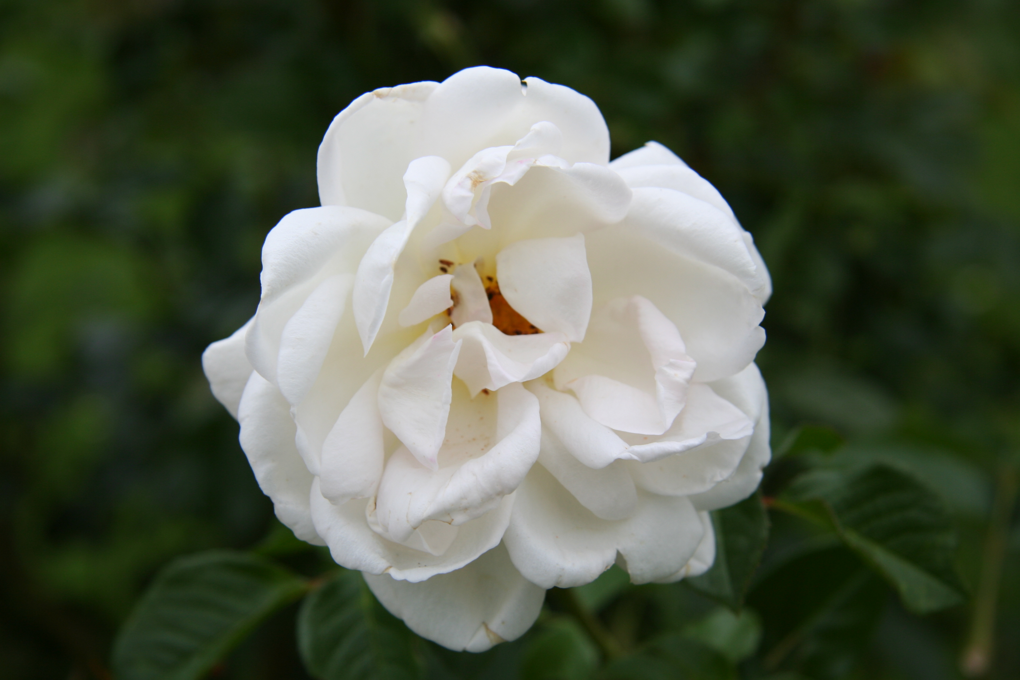 Description Rose White Gold 20070601.jpg