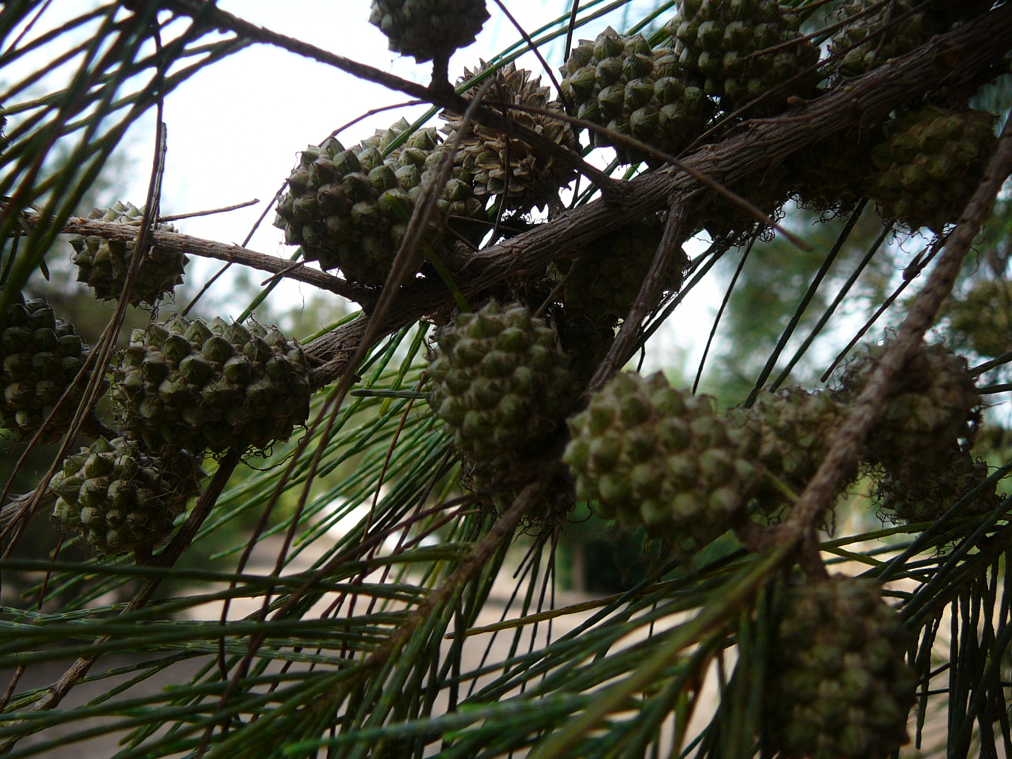 Casuarina equisetifolia