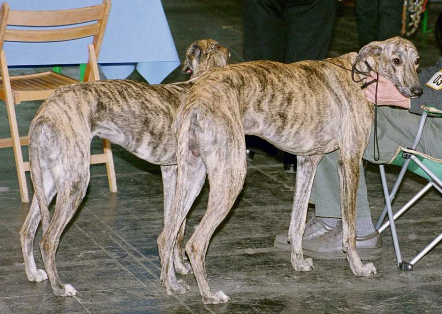 galgo espanol