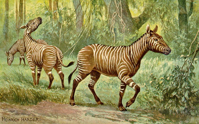 http://upload.wikimedia.org/wikipedia/commons/a/a7/Hypohippus.jpg