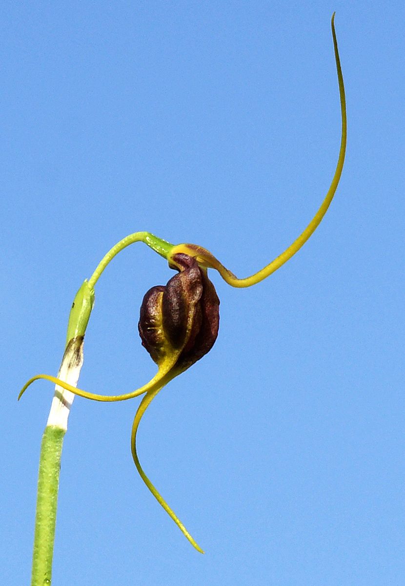 Masdevallia trochilus image