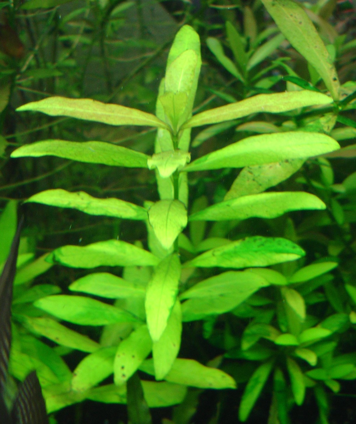 Hygrophila image