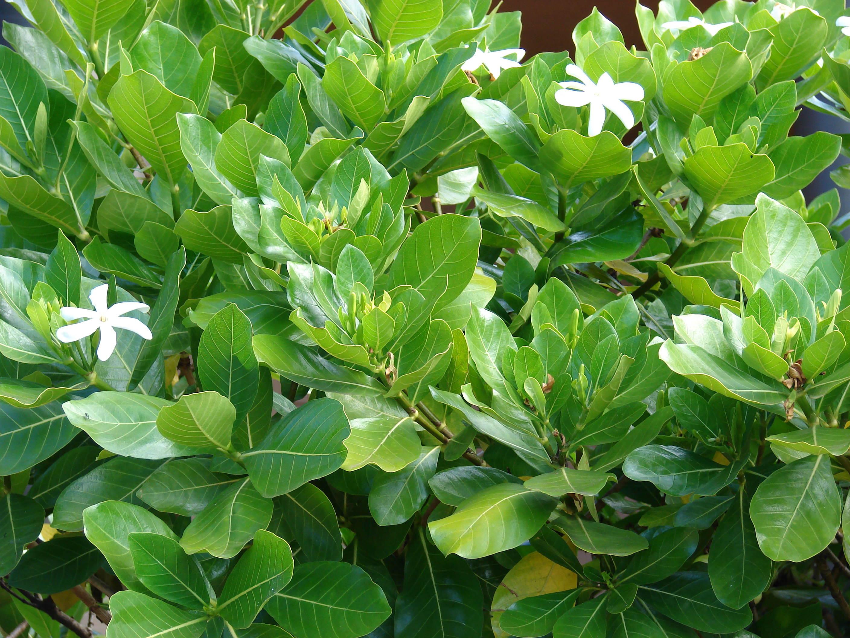 Gardenia Leaves