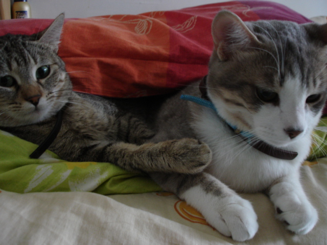 Resting cats on Wikimedia Commons
