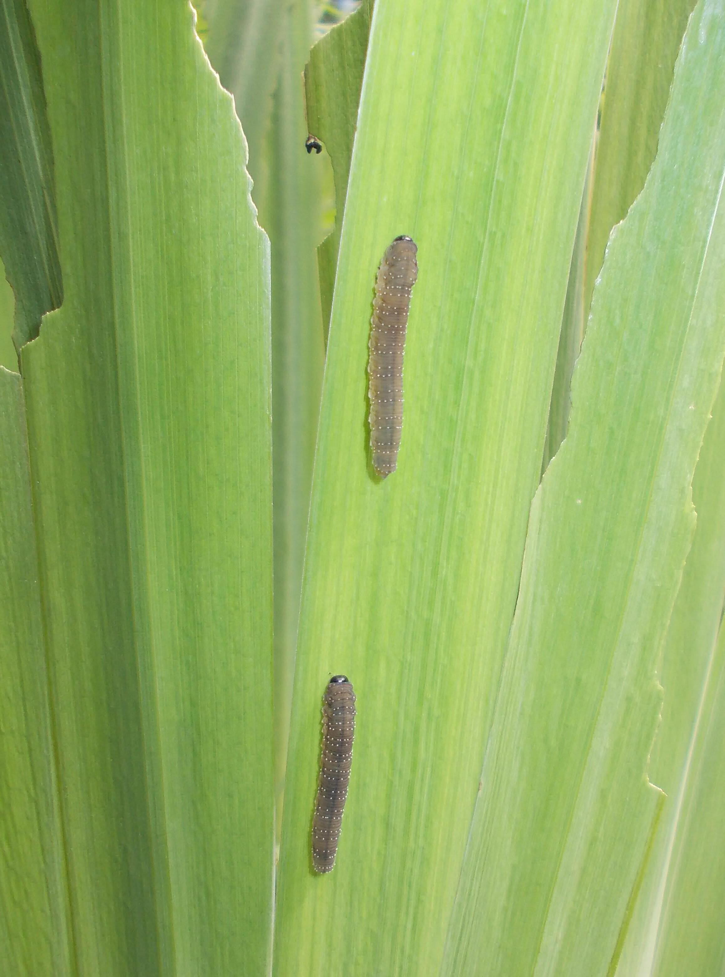 Flag Plant