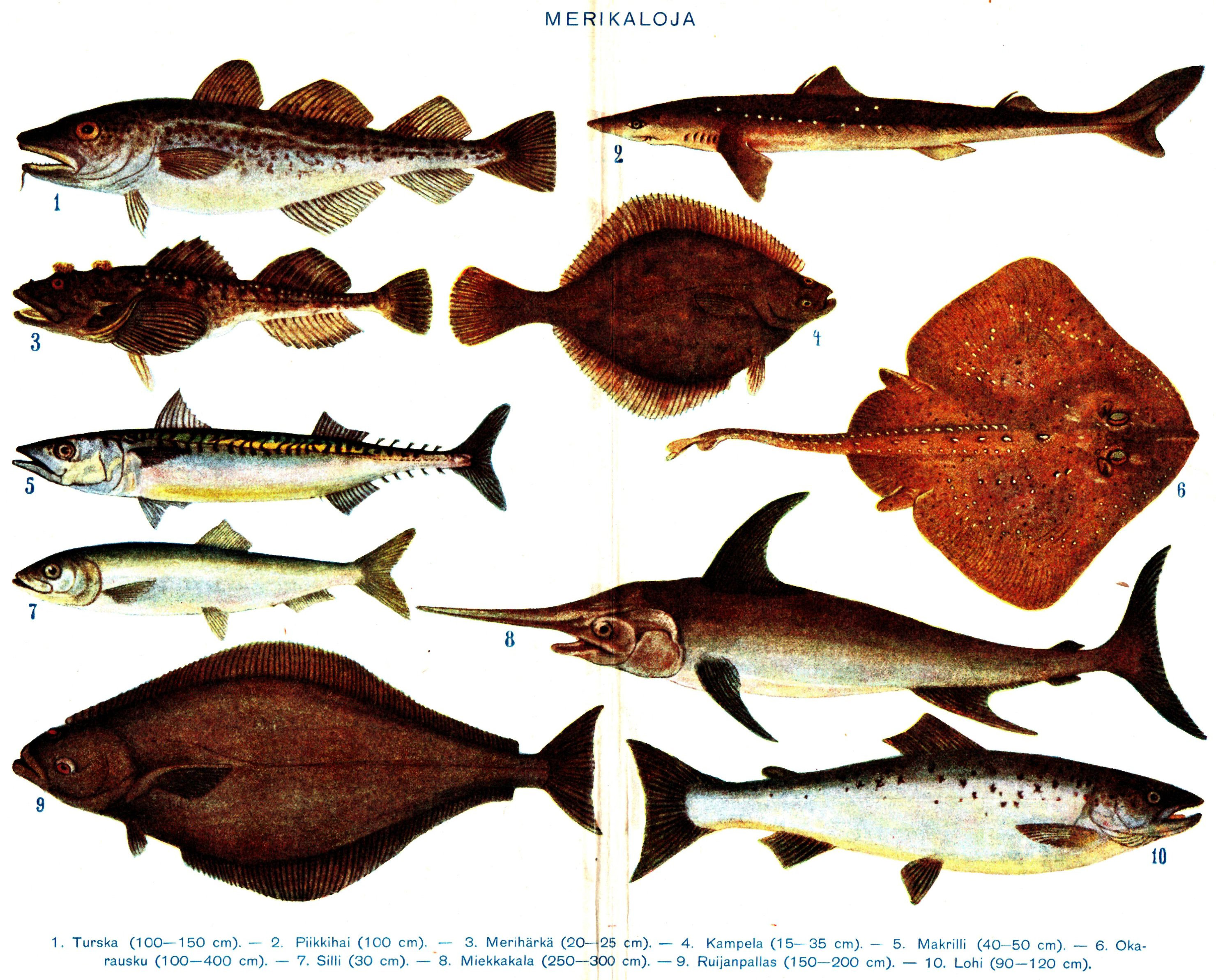 File:Salt water fish with Finnish text.jpg - Wikimedia Commons