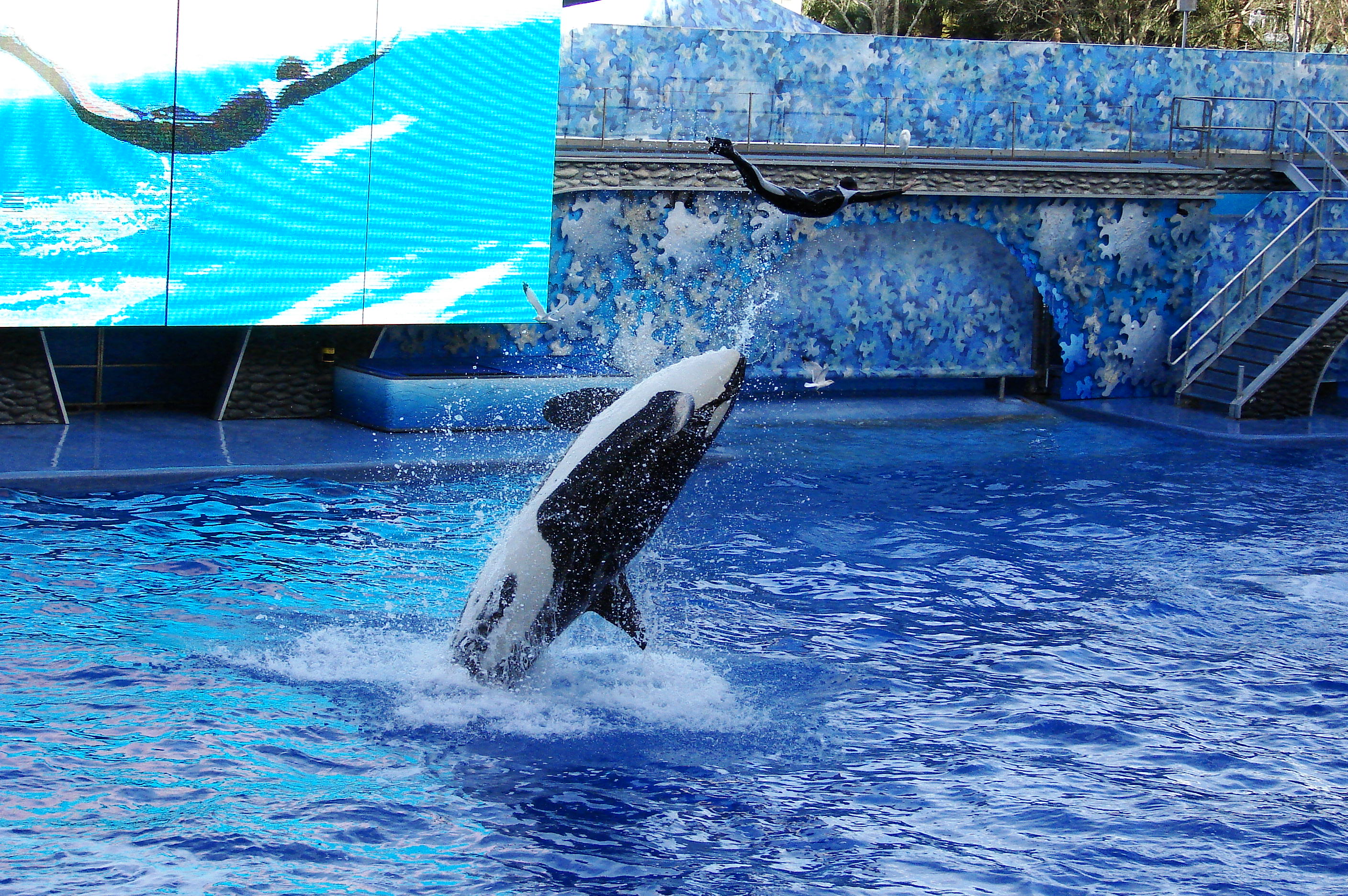 File:Seaworld-Orlando-Shamu-1550.jpg - Wikimedia Commons