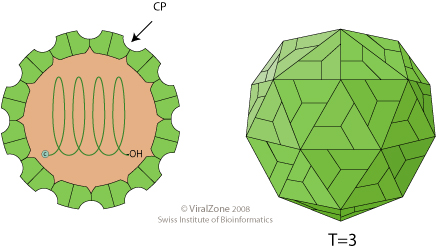 Dibuixos esquemàtics d'un virió Tombusviridae (secció transversal i vista lateral)