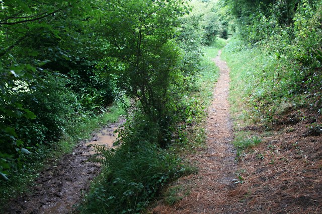 Two Paths - geograph.org.uk - 1397781