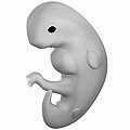 Tekening van 3D kunstenaar genaamd 6 weken zwanger - niet gebaseerd op medische bevindingen