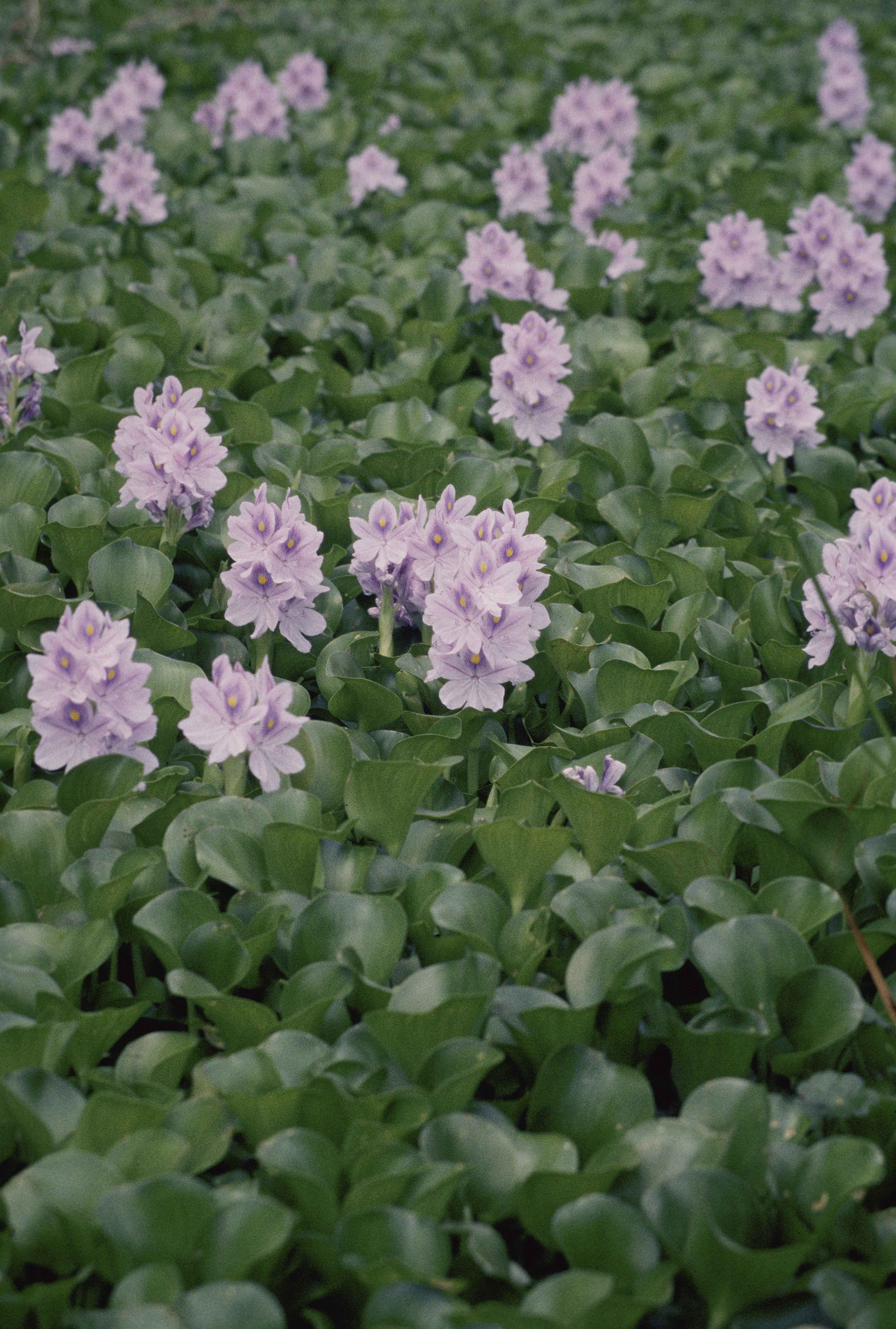 Water Hyacinth Plant