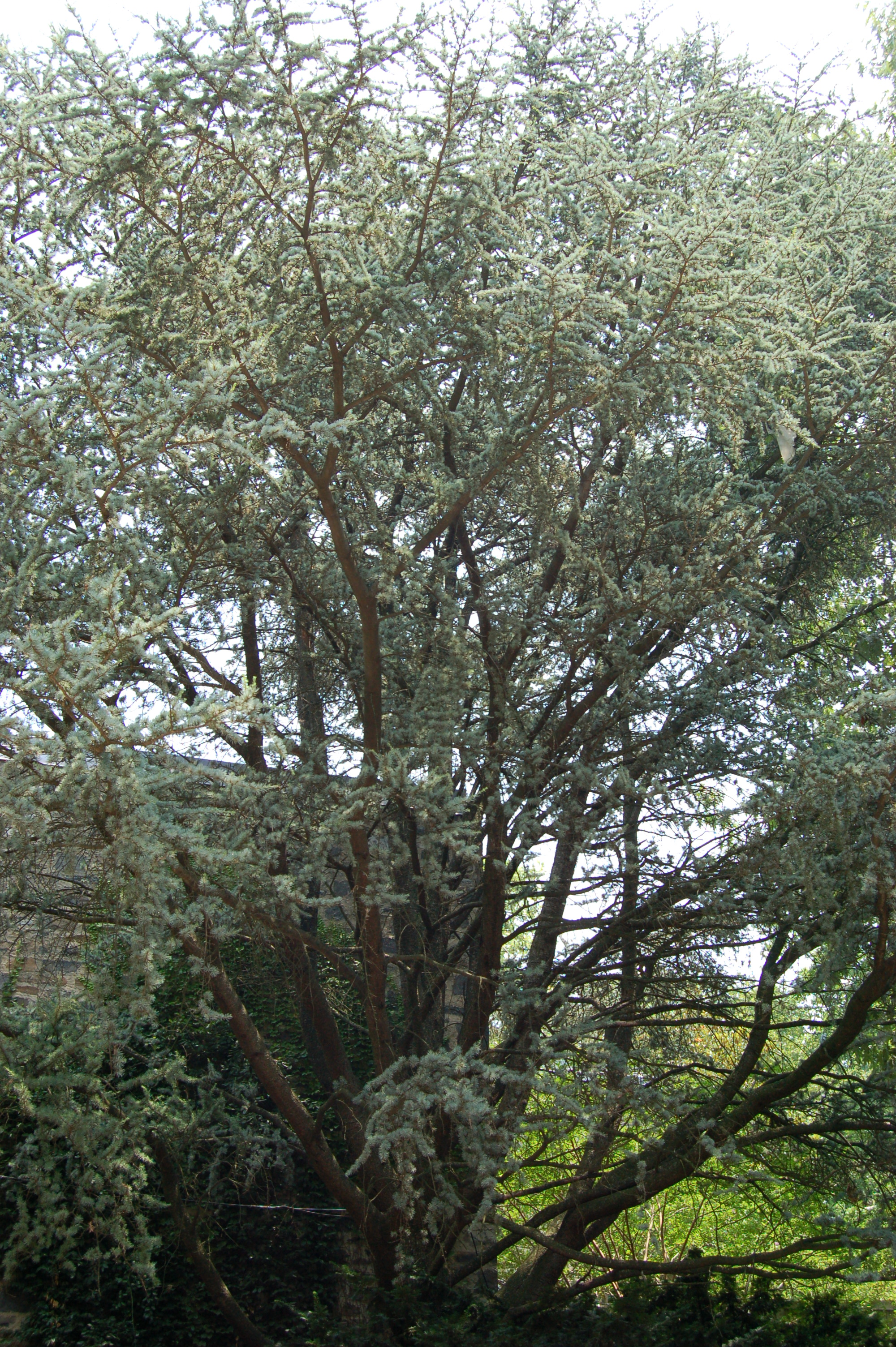 Cedrus Tree