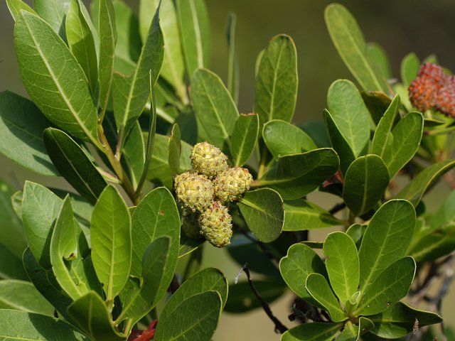 Conocarpus_erectus.jpg