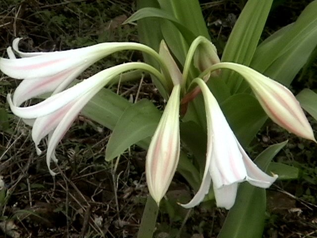 Crinum latifolium