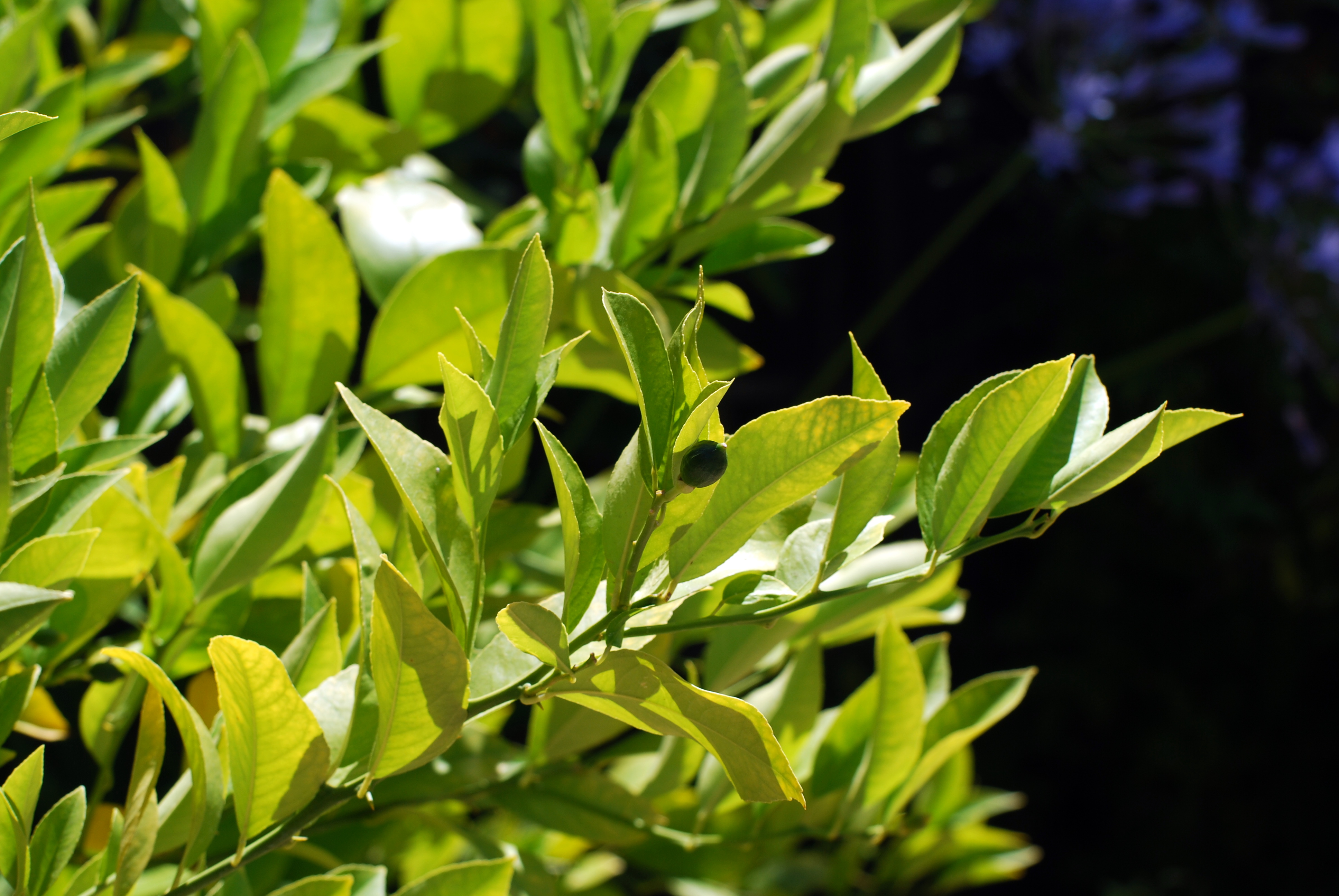 Lemon Tree Leaves