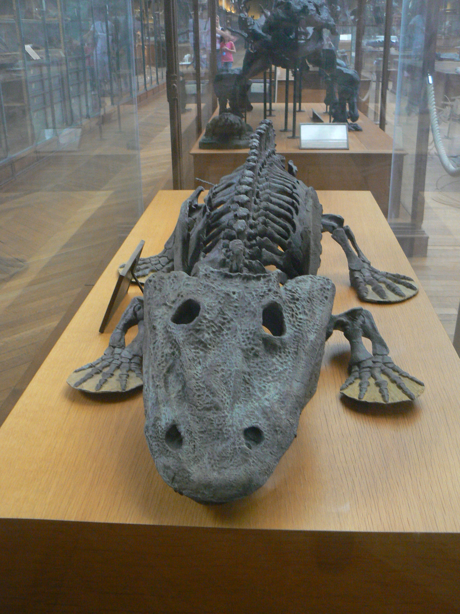 http://upload.wikimedia.org/wikipedia/commons/a/aa/Eryops_megacephalus_skeleton_front.JPG