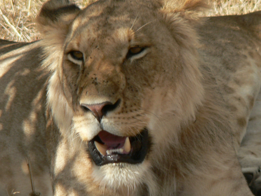 Lionness roaring