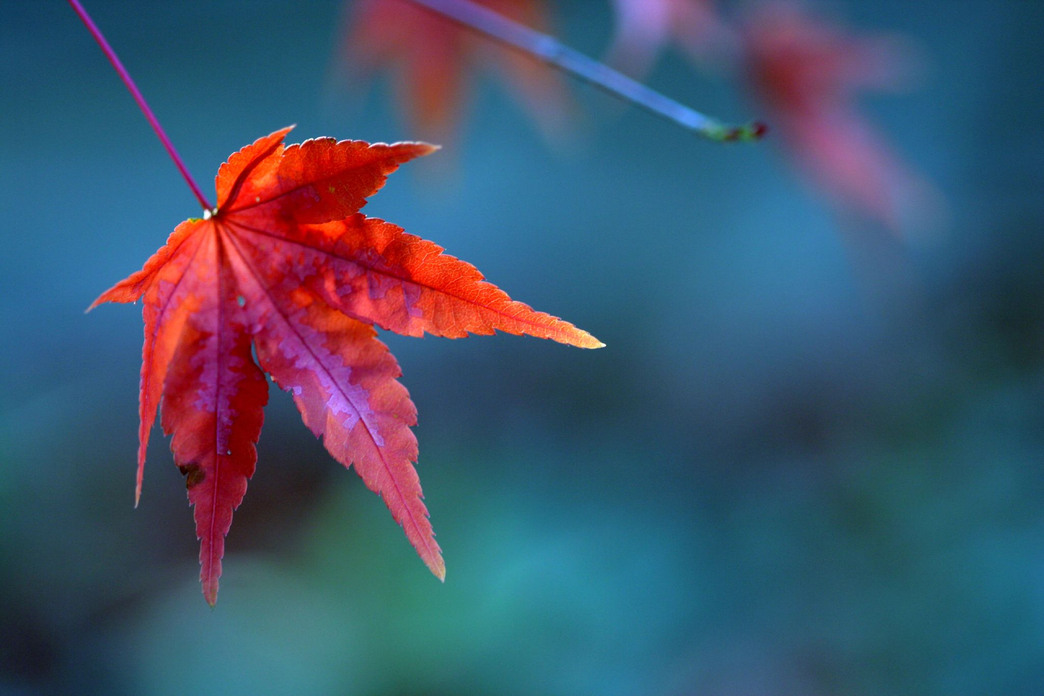 File:Red maple leaf.jpg