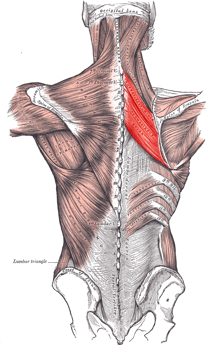 Rhomboid muscles