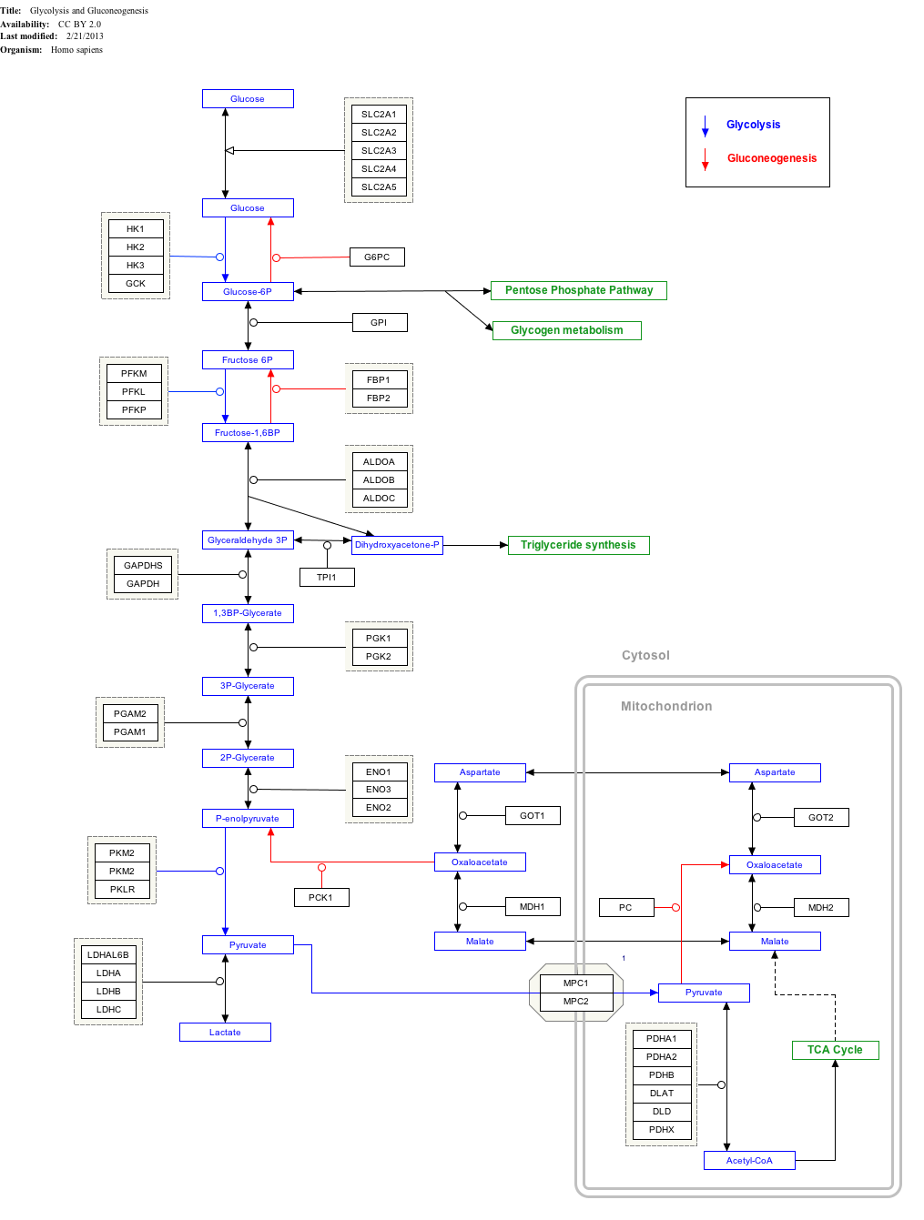 Гликолиза Глюконеогенеза_WP534