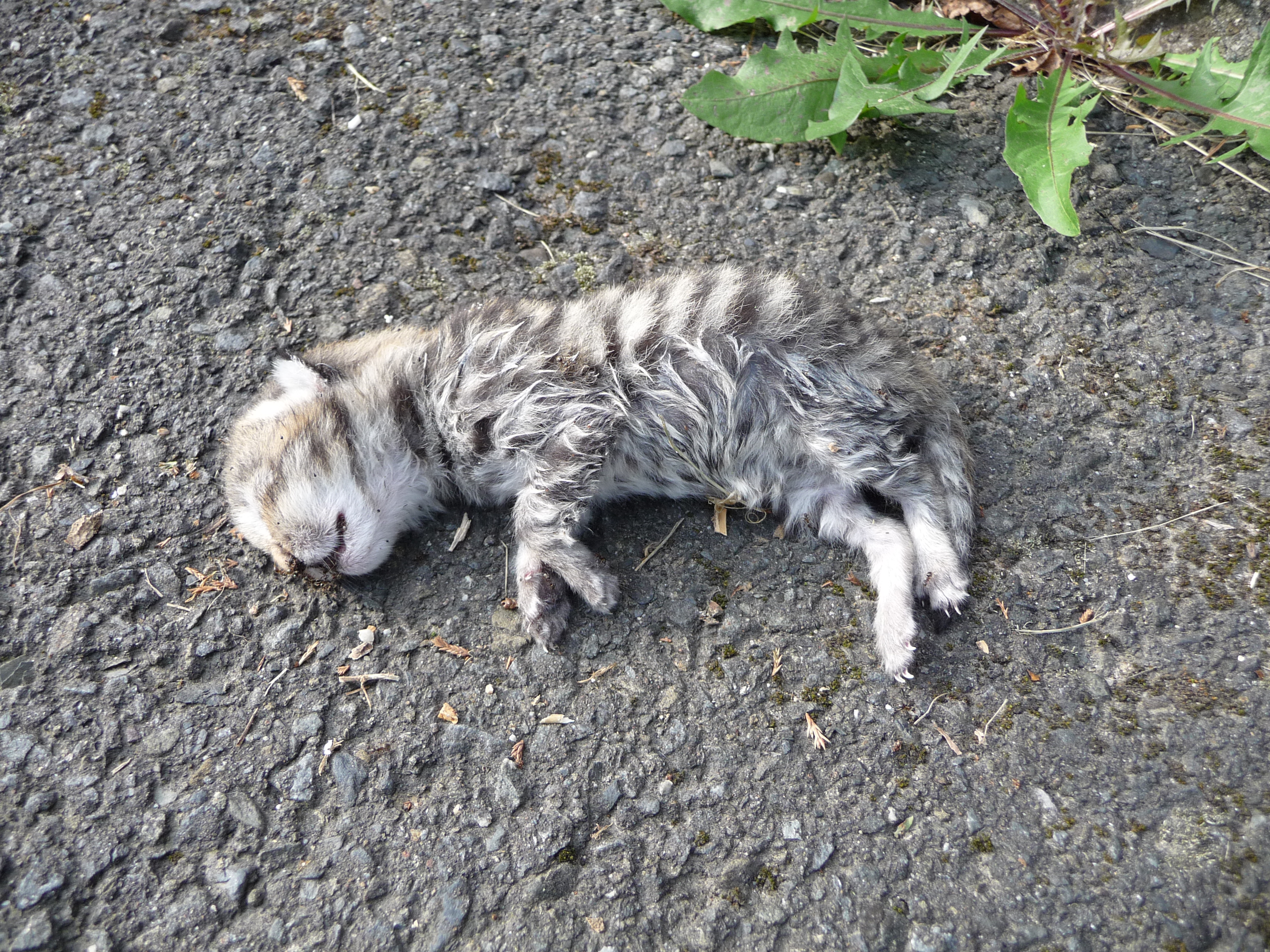 FileDead kitten (3).jpg Wikimedia Commons