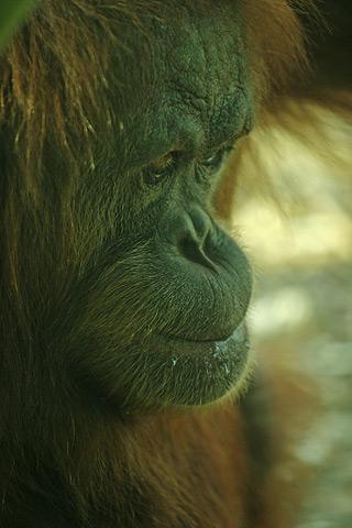 File:Lightmatter sad orangutan.jpg