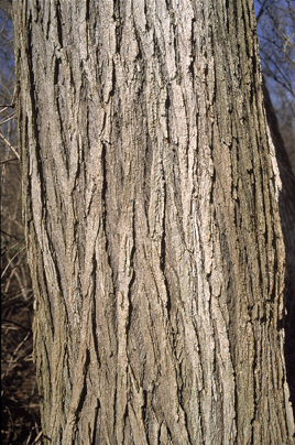 Mature_Ulmus_rubra_bark.jpg