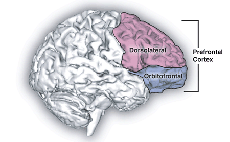 An image of the brain. The prefrontal cortex is highlighted which is linked to trait hope