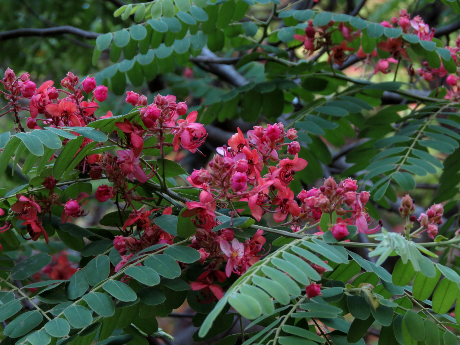 Cassia roxburghii image