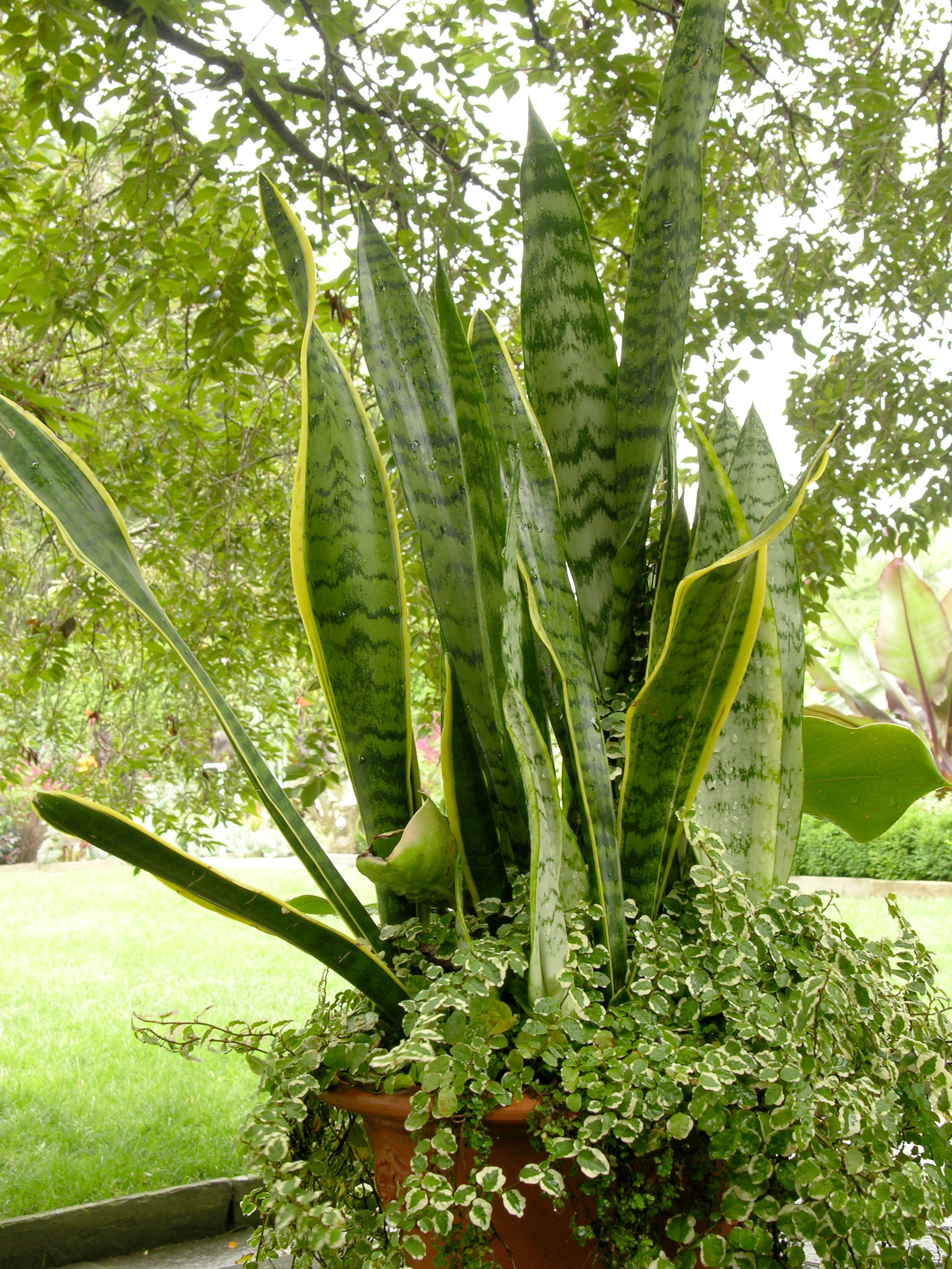 File:Sansevieria trifasciata and Ficus pumila 'Variegata' 2448px.jpg