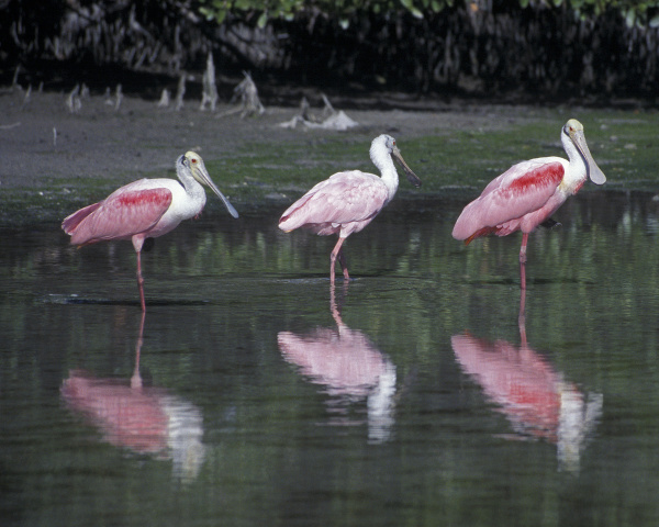 Three Roseate spoonbills