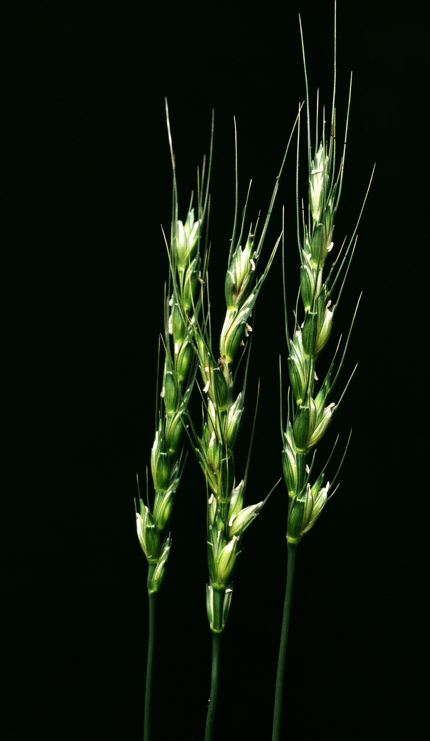 hybrid wheat