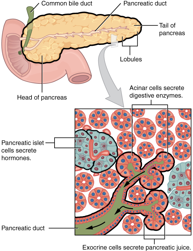 2424 Exocrine and Endocrine Pancreas