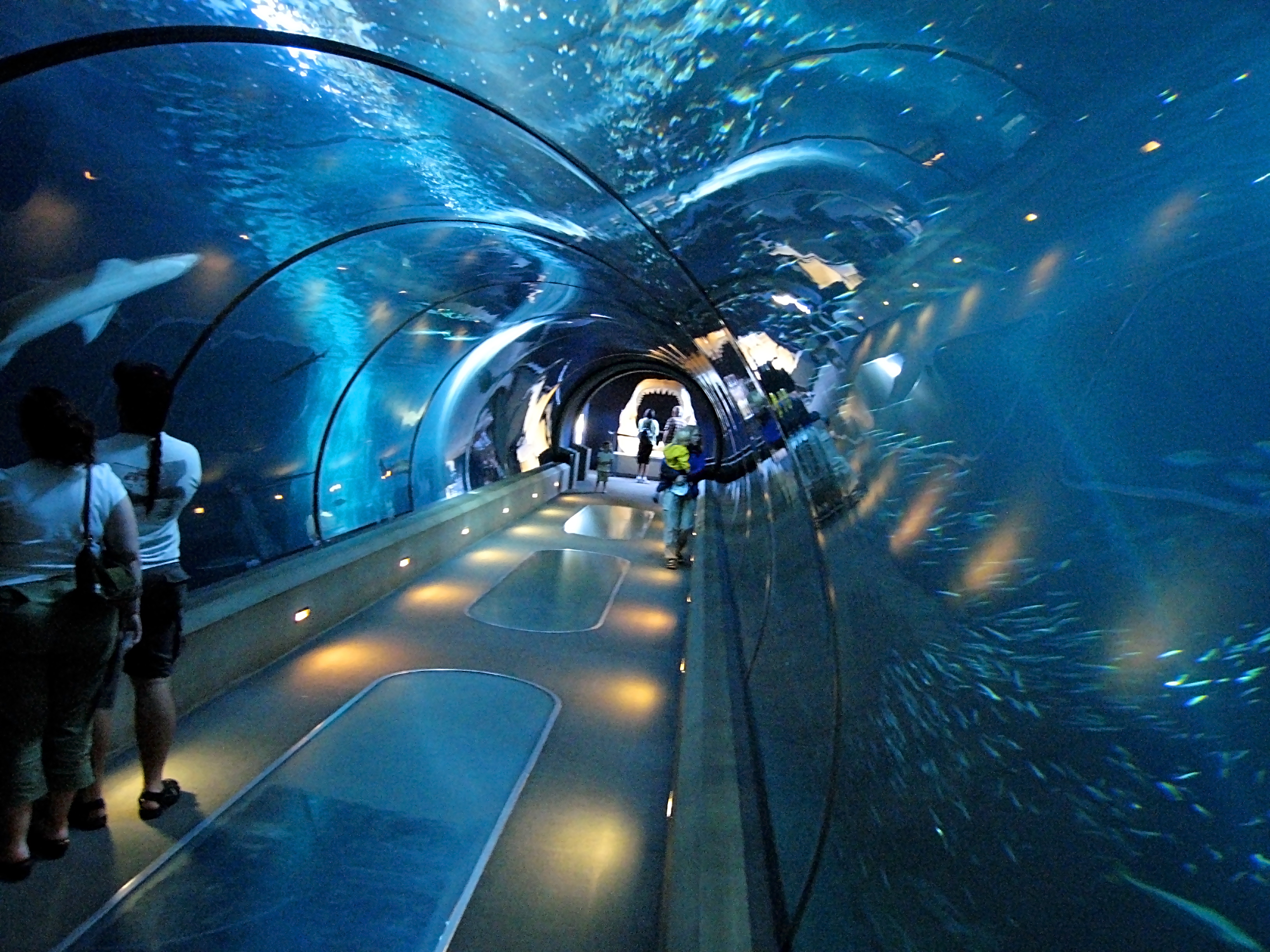 Description Aquarium tunnel.jpg