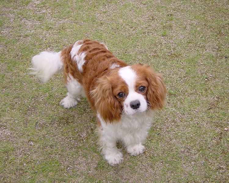 cavalier king charles spectacle