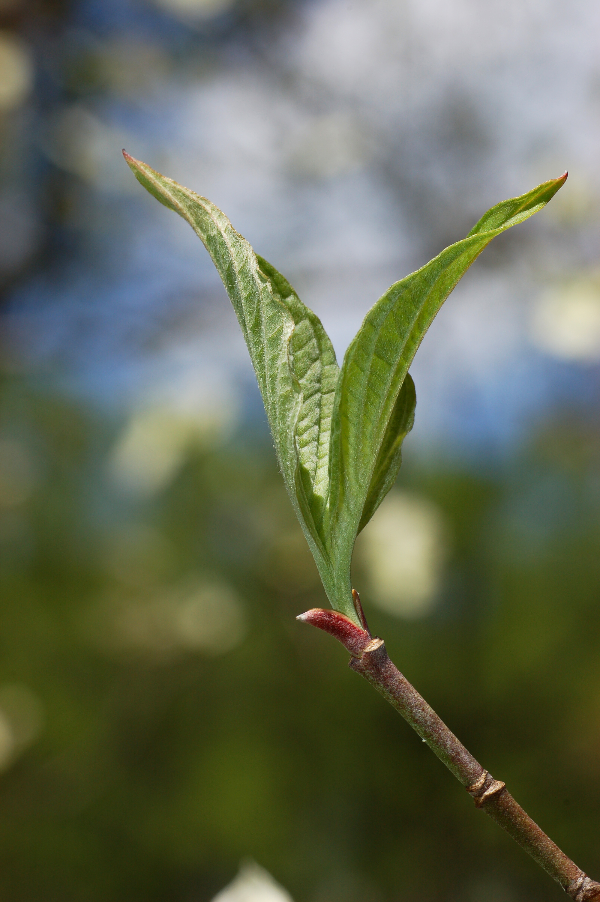 Flowering+dogwood+leaves