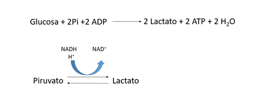Figura 4. Reacción de conversión de glucosa a lactato.