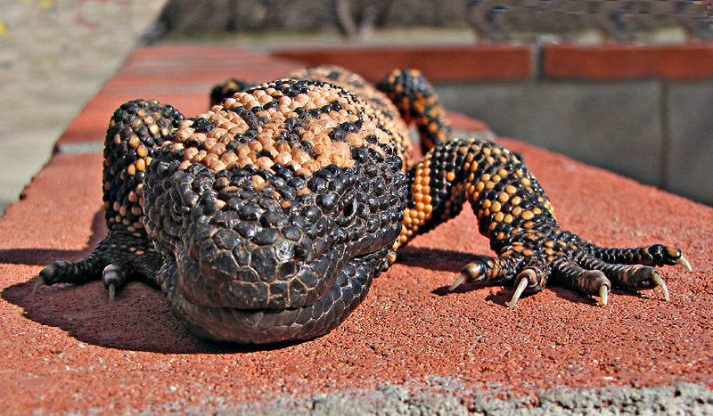 Heloderma suspectum -Arizona-Sonora Desert Museum-8c