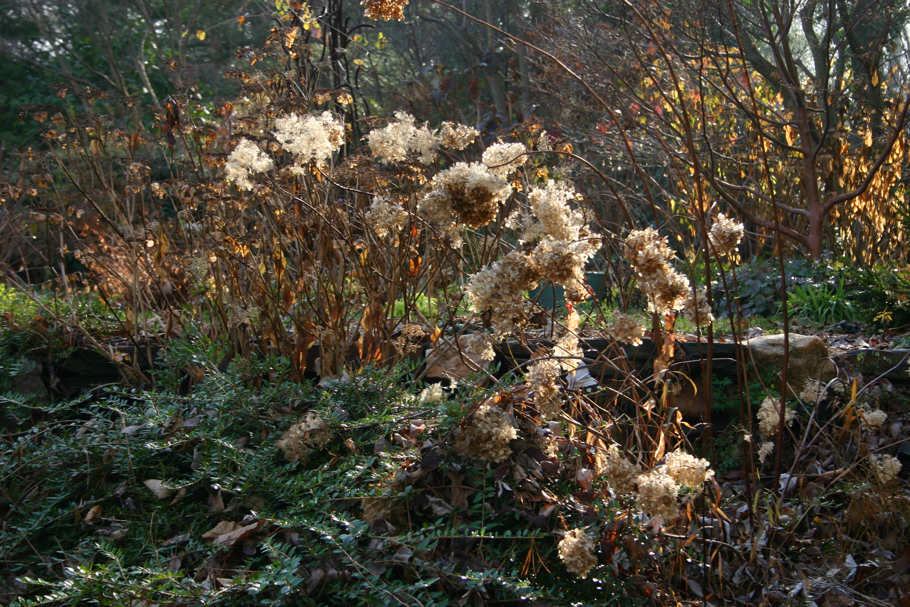 Description Hydrangea shrub winter.JPG