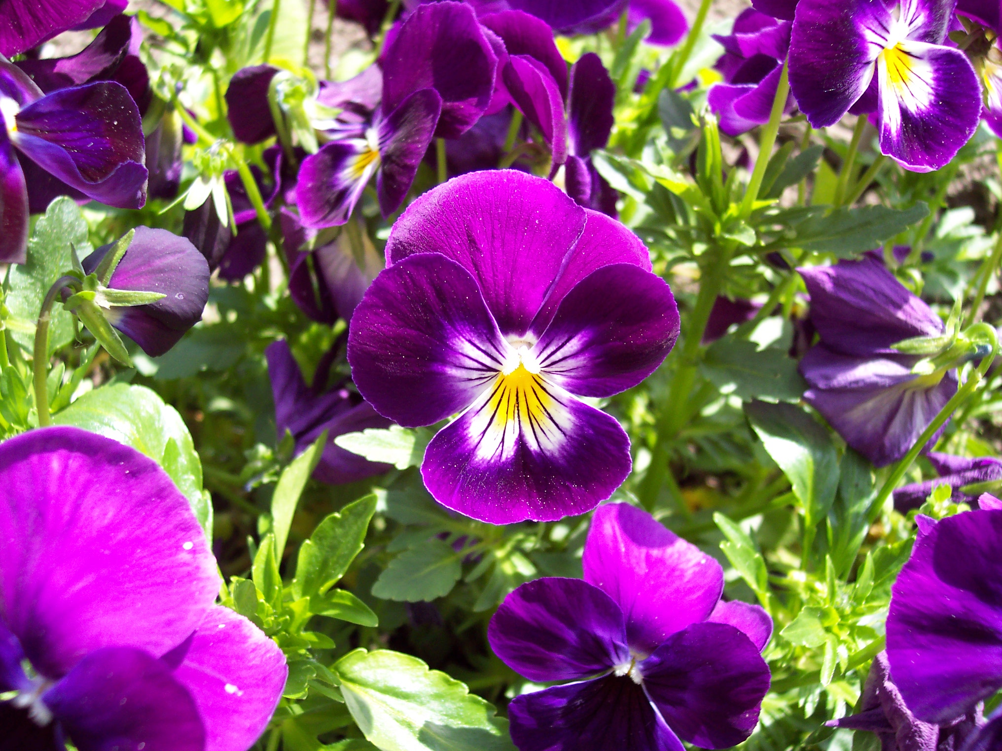 Pensées violettes (fleurs)